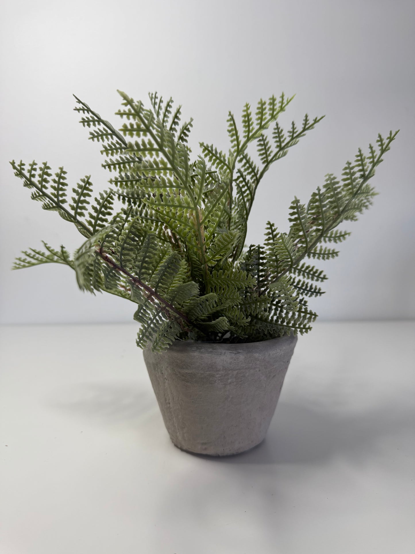 Potted Cement Fern