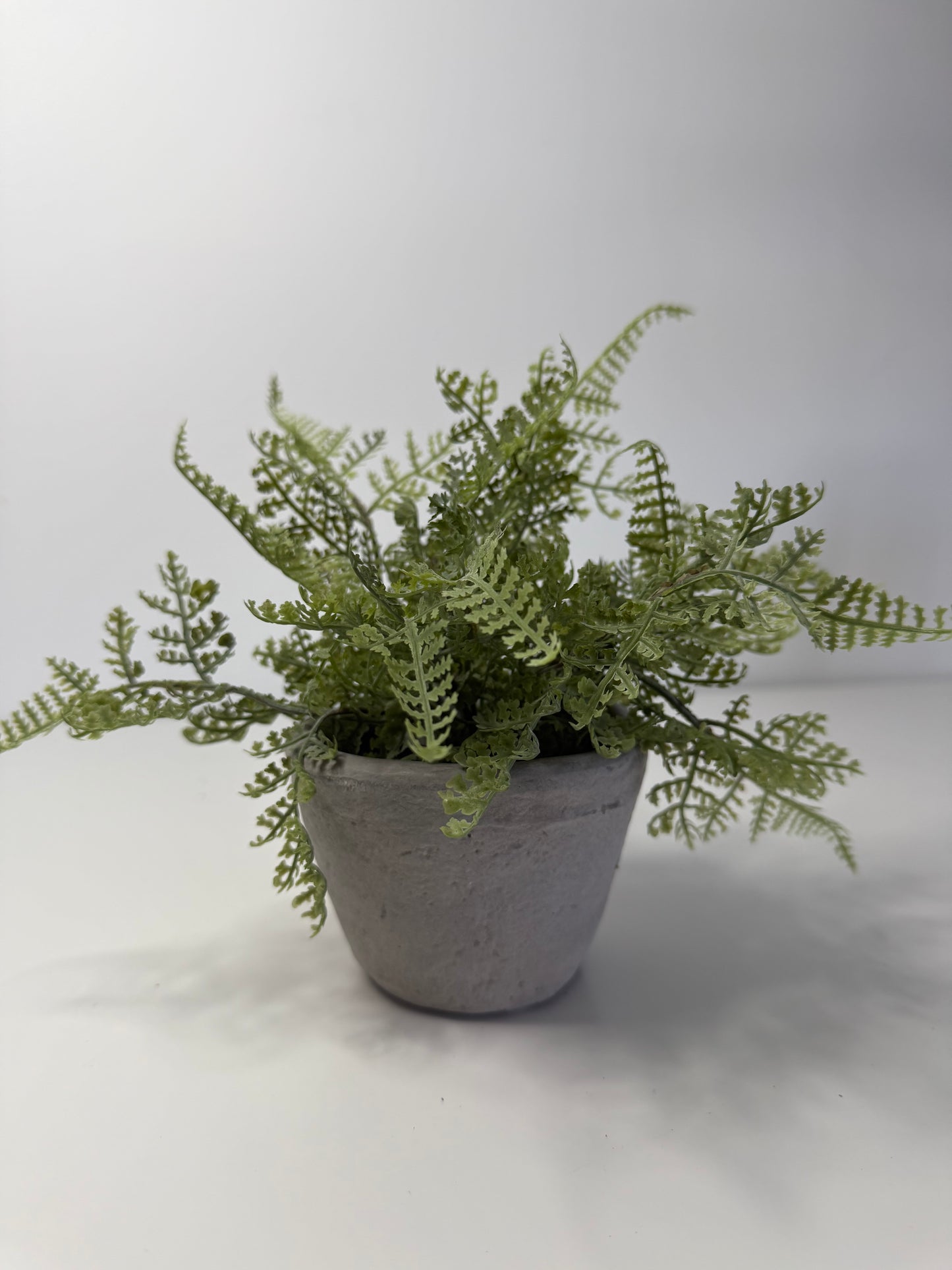 Potted Cement Fern