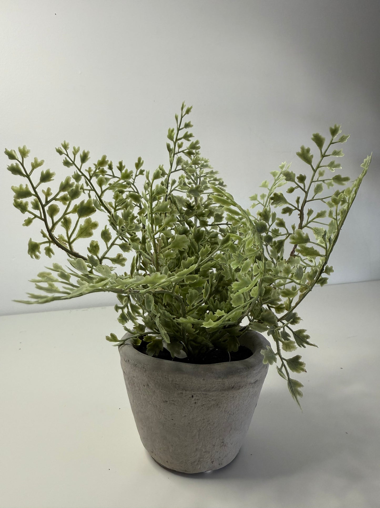 Potted Cement Fern