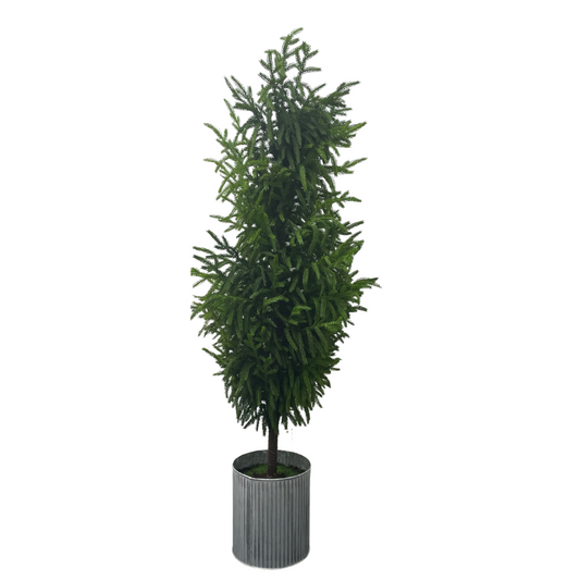 Norfolk Potted Pine